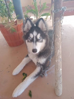 chien-chienne-husky-de-siberie-dely-brahim-alger-algerie