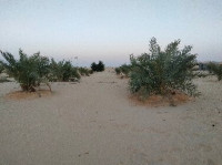 terrain-agricole-vente-touggourt-mnaguer-algerie