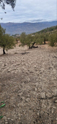 terrain-agricole-vente-bejaia-akbou-algerie