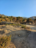 terrain-vente-tipaza-larhat-algerie