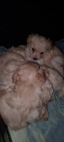 chien-caniche-bichon-malte-said-hamdine-alger-algerie