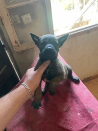 Malinois 