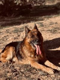 dog-chein-barji-almond-djelfa-algeria