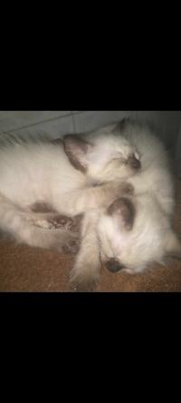 قطط-chaton-siamois-بئر-مراد-رايس-الجزائر