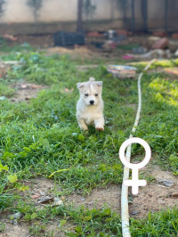 chien-vente-chiot-husky-ouled-moussa-boumerdes-algerie