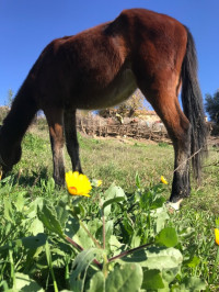 cheval-a-vendre-beni-amrane-boumerdes-algerie