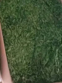نعناع مجفف طبيعي وبكميات كبيرة سلعة مشاء الله المهتم يتصل بالرقم الموجود ادناه