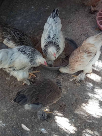 animaux-de-ferme-poussin-brahma-algerie