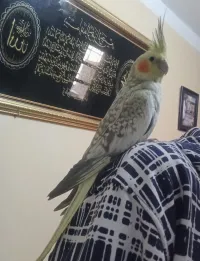 كوبل كالوبسيت ( كوكتيل )
