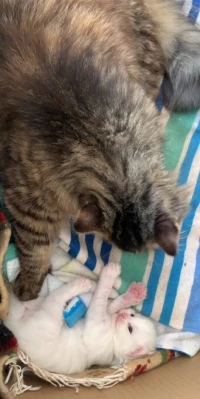 Chats Persan Chinchilla croisé à vendre!!