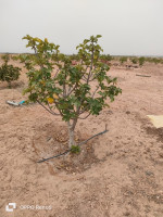 terrain-agricole-vente-biskra-ourlala-algerie