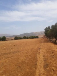 Vente Terrain Agricole Aïn Defla Khemis miliana