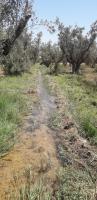 terrain-agricole-vente-mascara-oggaz-algerie