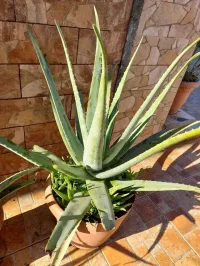 plantes et feuilles aloe vera 