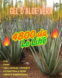 Gel d'Aloe Vera NATIF (Aloe barbadensis leaf juice) 
