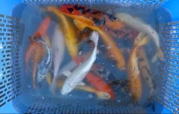 Poisson  koï 