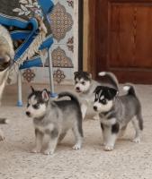 chien-chios-husky-pure-race-1-male-3-femelle-vermifuge-agee-de-30-jours-bir-el-djir-oran-algerie