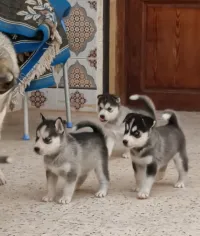  Chios husky Pure Race 1 male / 3 femelle Vermifugé agée de 30 Jours                          