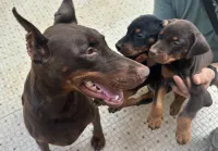 Chios Doberman
