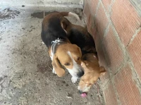 Beagle Lemon