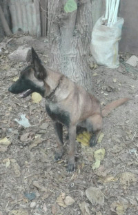 chien-femelle-berger-belge-malinois-bordj-menaiel-boumerdes-algerie