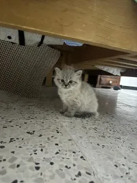 Chat persan