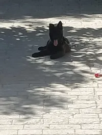 Malinois Mask noir