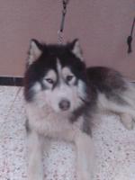 chien-husky-malamute-bir-el-djir-oran-algerie