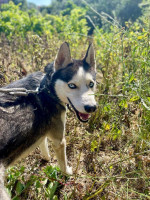 chien-husky-siberien-tigzirt-tizi-ouzou-algerie