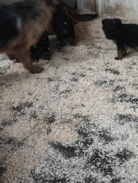 Chien chiots 45jours 