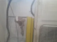 طائر بوعمار