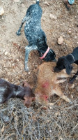 chien-de-chasse-drathar-akbou-bejaia-algerie