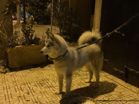 chien-malamute-husky-algerie