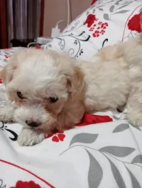 Chiots bichon maltais 