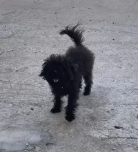 Caniche /كانيش