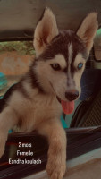 chien-femelle-husky-pure-race-draria-alger-algerie