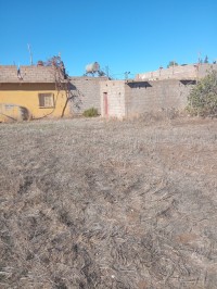 farmland-sell-tlemcen-bensekrane-algeria