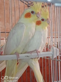 Couple calopsit lutinos adultes avec cage et nid