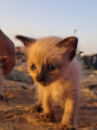 1 chaton siamois 45 jours femelle poils long 
