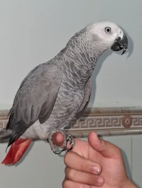 Perroquet Gabonai +2 ans