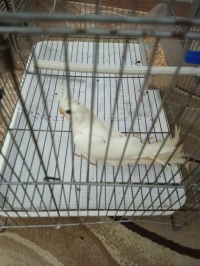 Calopsitte albino lutino