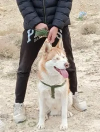 كلب هاسكي