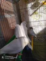عصفور-male-canari-blanc-bag2122-بوزريعة-الجزائر