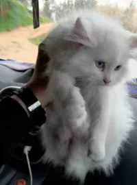 Femelle persan yeux Vérone 