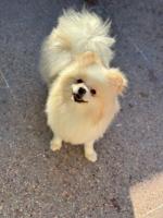 chien-spitz-pomeranian-baba-hassen-alger-algerie