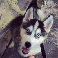 Chiot Husky Sibérien pure race vacciné avec son carnet