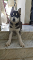 chien-husky-4-mois-race-pure-bouzareah-alger-algerie