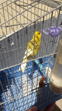 Canari jaspe