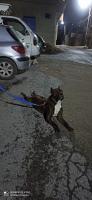 chien-cane-corso-bouzeguene-tizi-ouzou-algerie