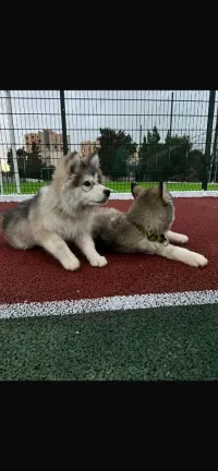 Malamute alaska